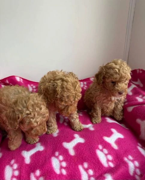 cuccioli di barboncino nano disponibili | Foto 1