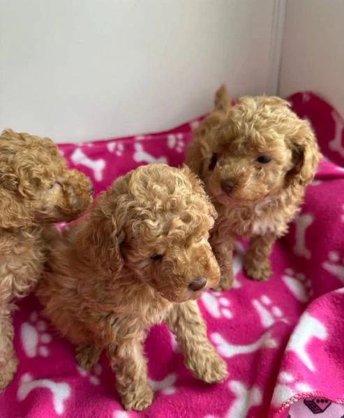 cuccioli di barboncino nano disponibili