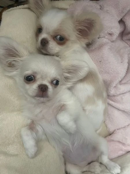 bellissima femminuccia di chihuahua – taglia piccola – disponibile da fine novembre / inizio dicembr
