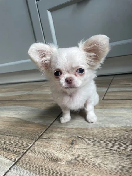 bellissima femminuccia di chihuahua – taglia piccola – disponibile da fine novembre / inizio dicembr | Foto 3