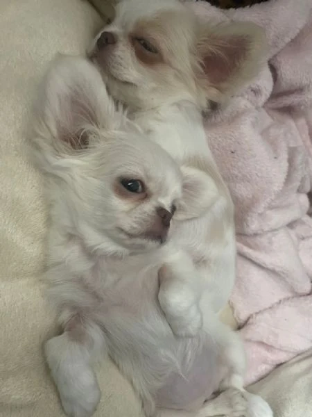 bellissima femminuccia di chihuahua – taglia piccola – disponibile da fine novembre / inizio dicembr | Foto 2