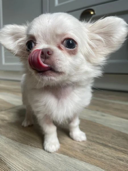 bellissima femminuccia di chihuahua – taglia piccola – disponibile da fine novembre / inizio dicembr | Foto 1