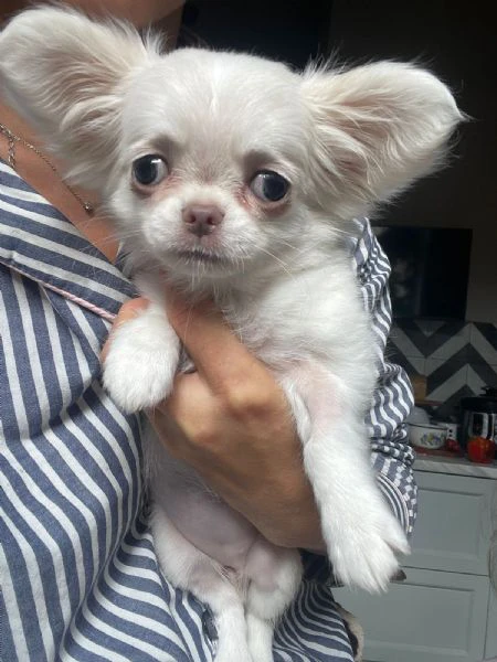 bellissima femminuccia di chihuahua – taglia piccola – disponibile da fine novembre / inizio dicembr | Foto 0