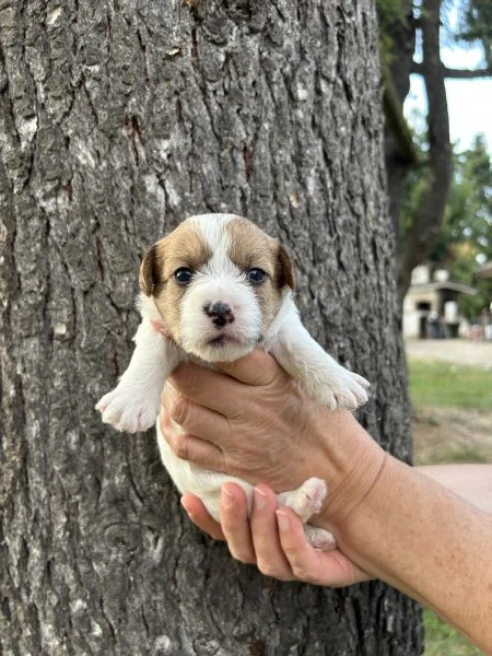cuccioli di jack russel a pelo lungo | Foto 5
