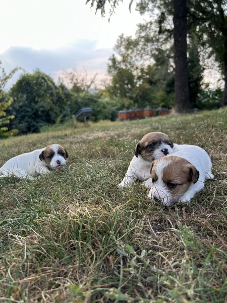 cuccioli di jack russel a pelo lungo | Foto 4