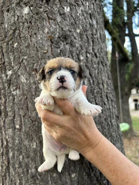 cuccioli di jack russel a pelo lungo | Foto 3