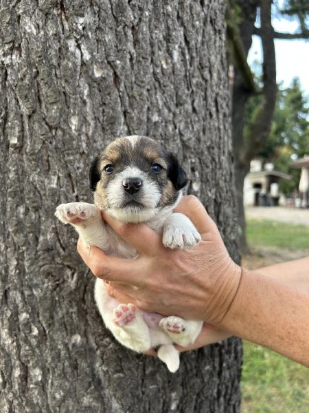 cuccioli di jack russel a pelo lungo | Foto 2