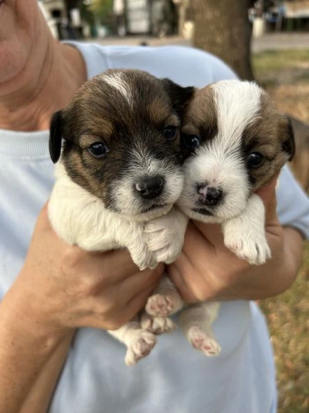 cuccioli di jack russel a pelo lungo | Foto 1