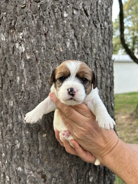 cuccioli di jack russel a pelo lungo | Foto 0