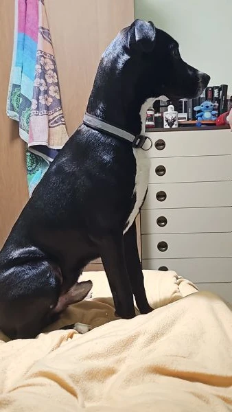 meticcio : pitbull - labrador 