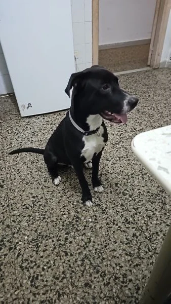 meticcio : pitbull - labrador  | Foto 0