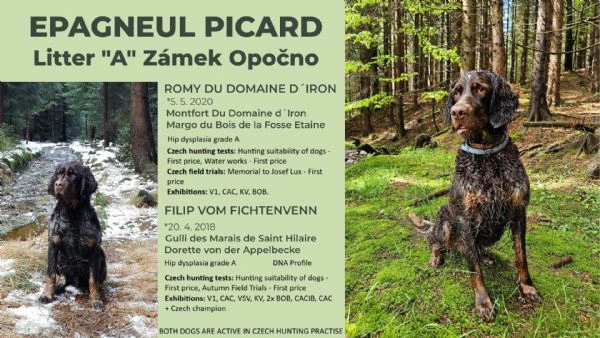 epagneul picard | Foto 2