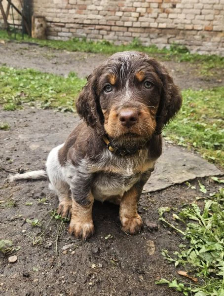 epagneul picard | Foto 3