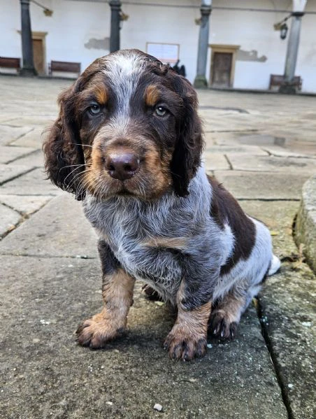 epagneul picard | Foto 2