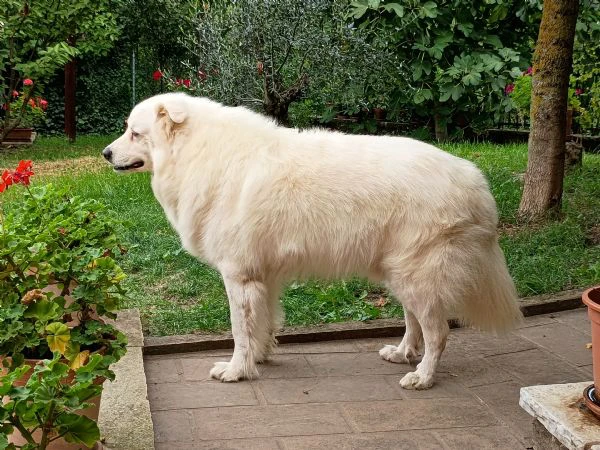 arno, buonissimo 8 anni rimasto solo