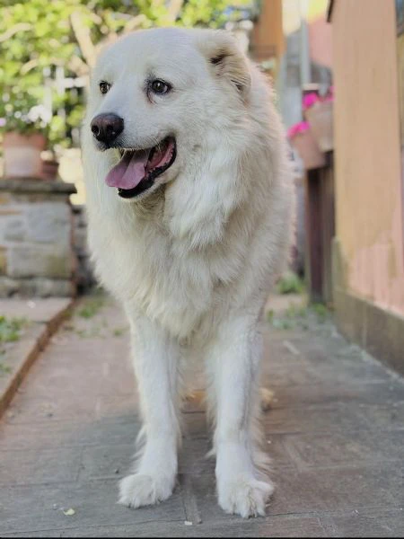 arno, buonissimo 8 anni rimasto solo | Foto 0