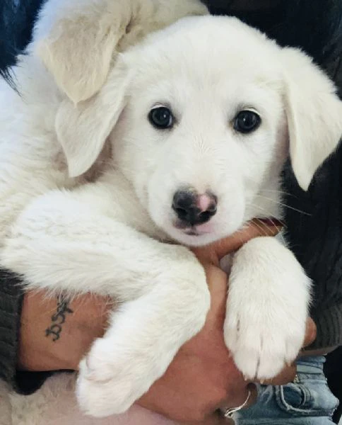 cuccioli due mesi socievolissimi