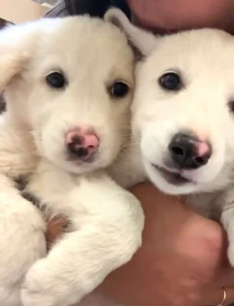 cuccioli due mesi socievolissimi | Foto 2