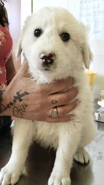 cuccioli due mesi socievolissimi | Foto 1