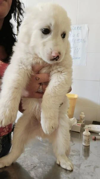 cuccioli due mesi socievolissimi | Foto 0