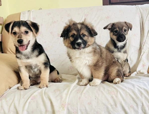 cucciolo 3 mesi taglia piccola | Foto 1