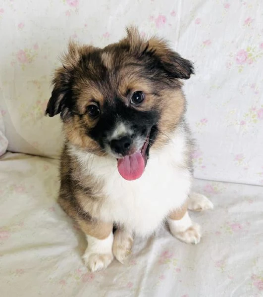 cucciolo 3 mesi taglia piccola