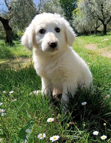 cuccioli taglia media 2 mesi | Foto 3