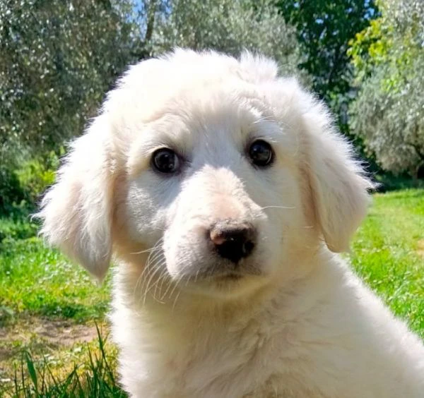 cuccioli taglia media 2 mesi