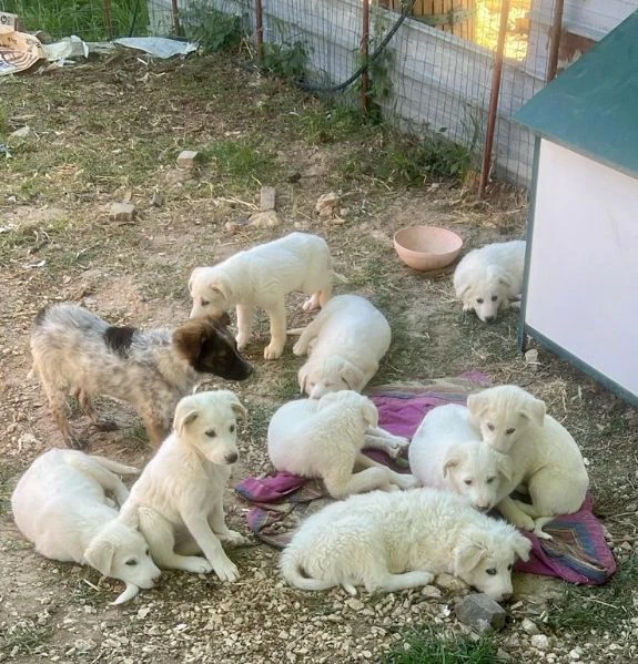 cuccioli taglia media 2 mesi | Foto 2