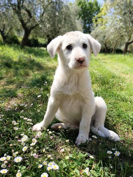 cuccioli taglia media 2 mesi | Foto 1