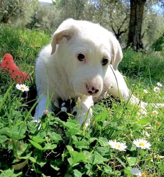 cuccioli taglia media 2 mesi | Foto 0