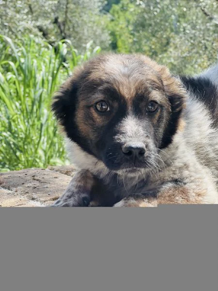 cucciolo 5 mesi taglia contenuta  | Foto 1