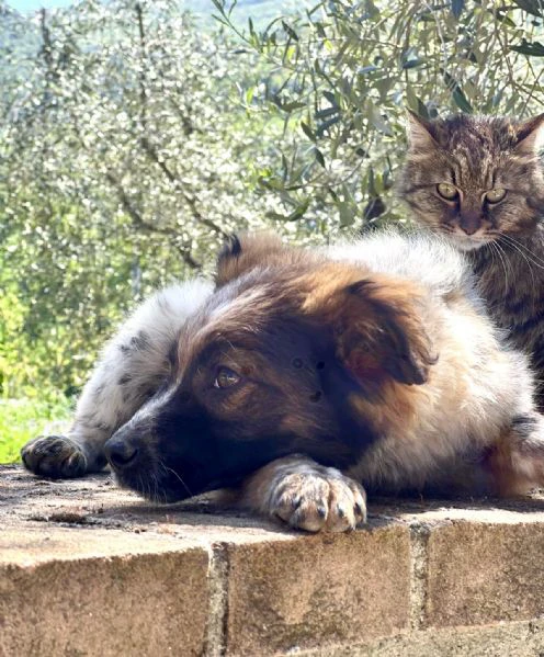 cucciolo 5 mesi taglia contenuta  | Foto 0