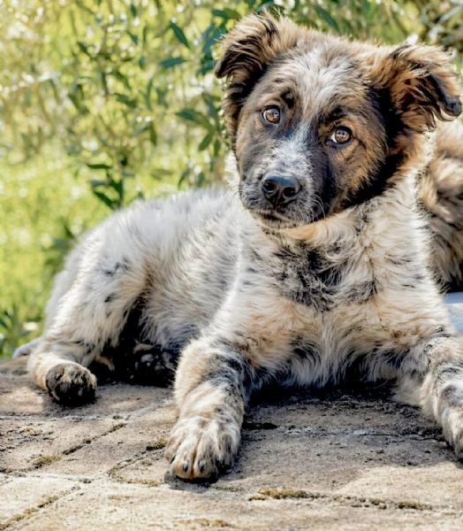 cucciolo 5 mesi taglia contenuta 