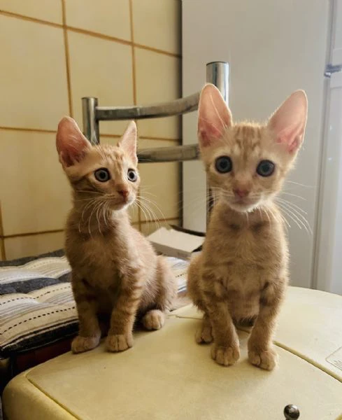 gattini maschi rossi 2 mesi | Foto 1