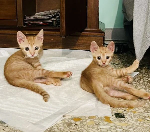 gattini maschi rossi 2 mesi | Foto 0