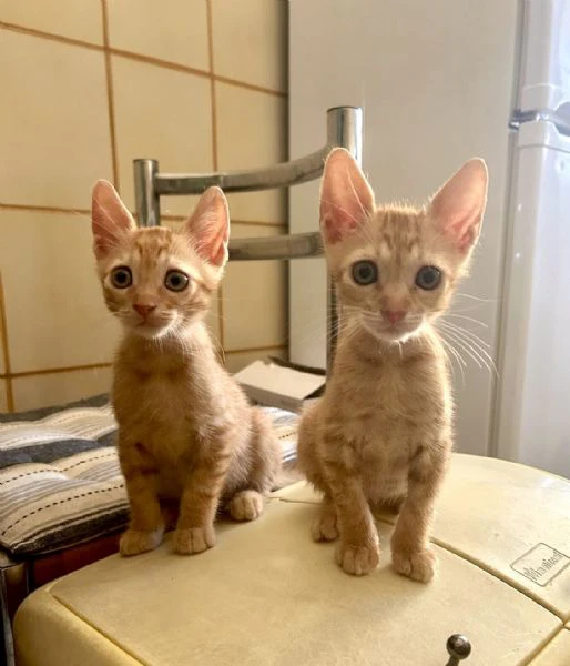gattini maschi rossi 2 mesi