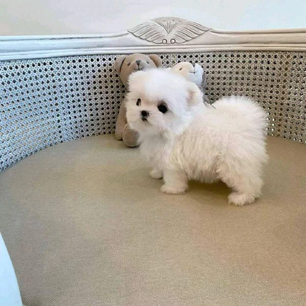  cuccioli di maltese tazza da tè super adorabili