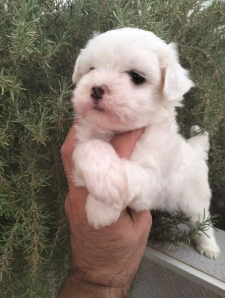 cuccioli di maltese