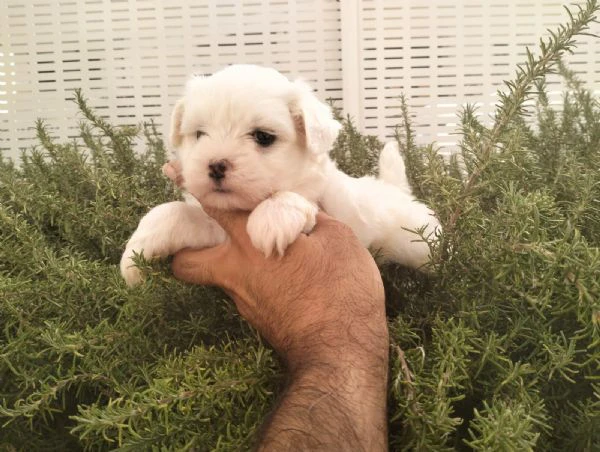 cuccioli di maltese | Foto 3