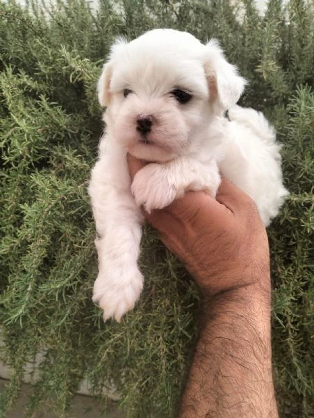 cuccioli di maltese | Foto 2