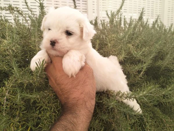 cuccioli di maltese | Foto 1