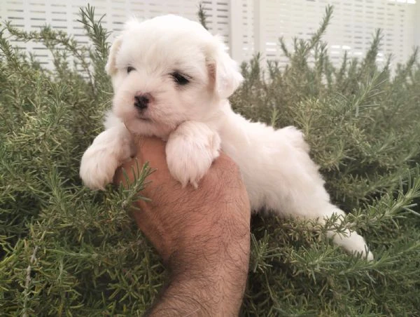 cuccioli di maltese | Foto 0