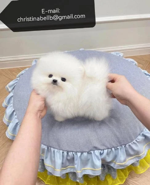 due fantastici cuccioli di pomerania t-cup
