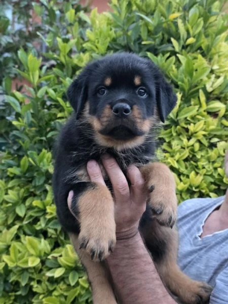 cuccioli di rottweiler  | Foto 6