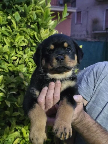 cuccioli di rottweiler  | Foto 5