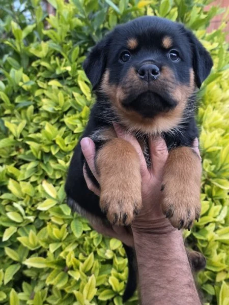 cuccioli di rottweiler 