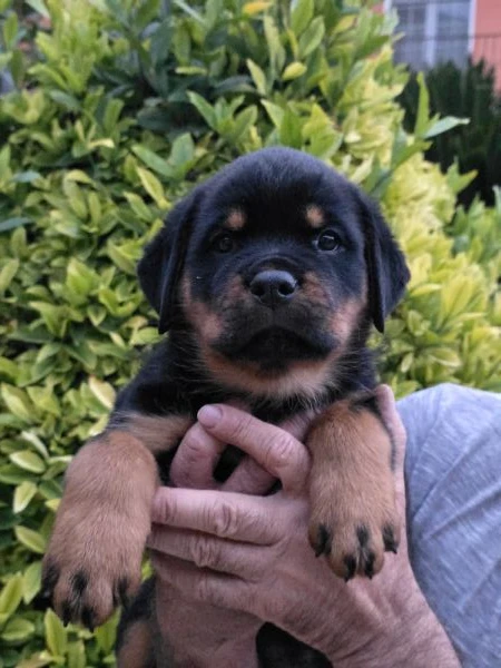 cuccioli di rottweiler  | Foto 2