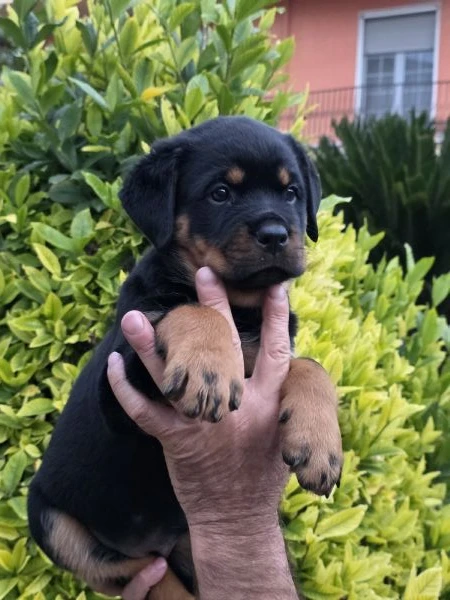 cuccioli di rottweiler  | Foto 1