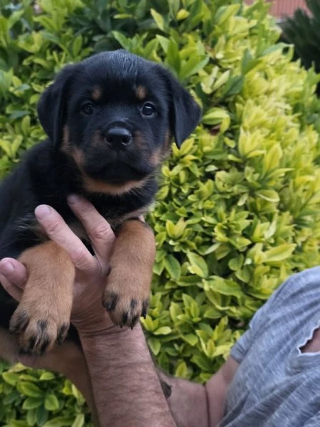 cuccioli di rottweiler  | Foto 0